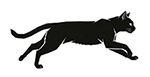 Running Black Cat
